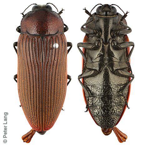 Temognatha parvicollis parvicollis, PL3538, male, EP, 40.7 × 16.1 mm